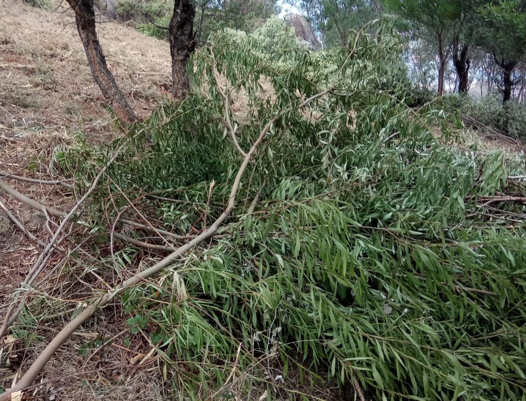 Ação “Controle de Invasoras”
