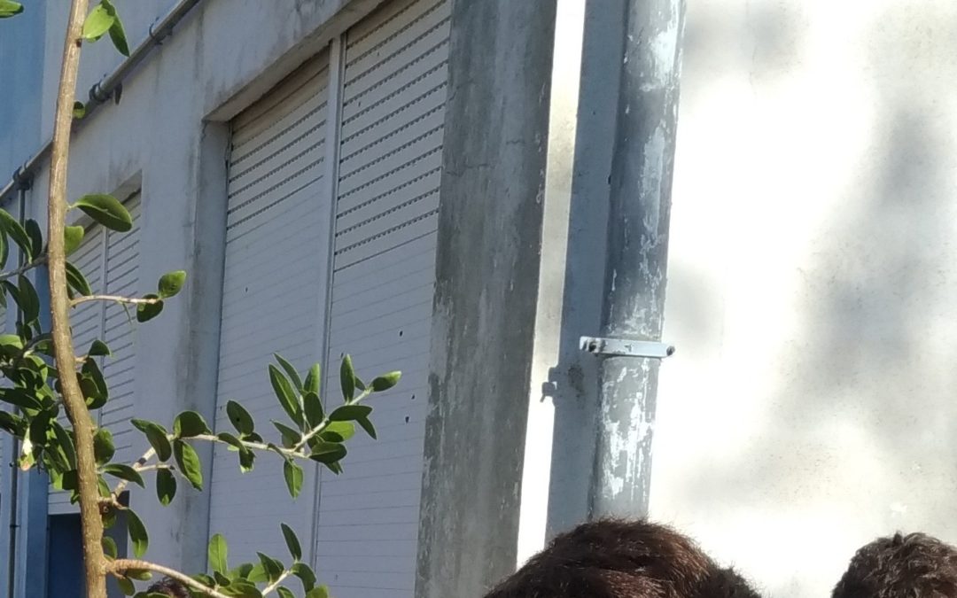 Mais uma oliveira no jardim da escola