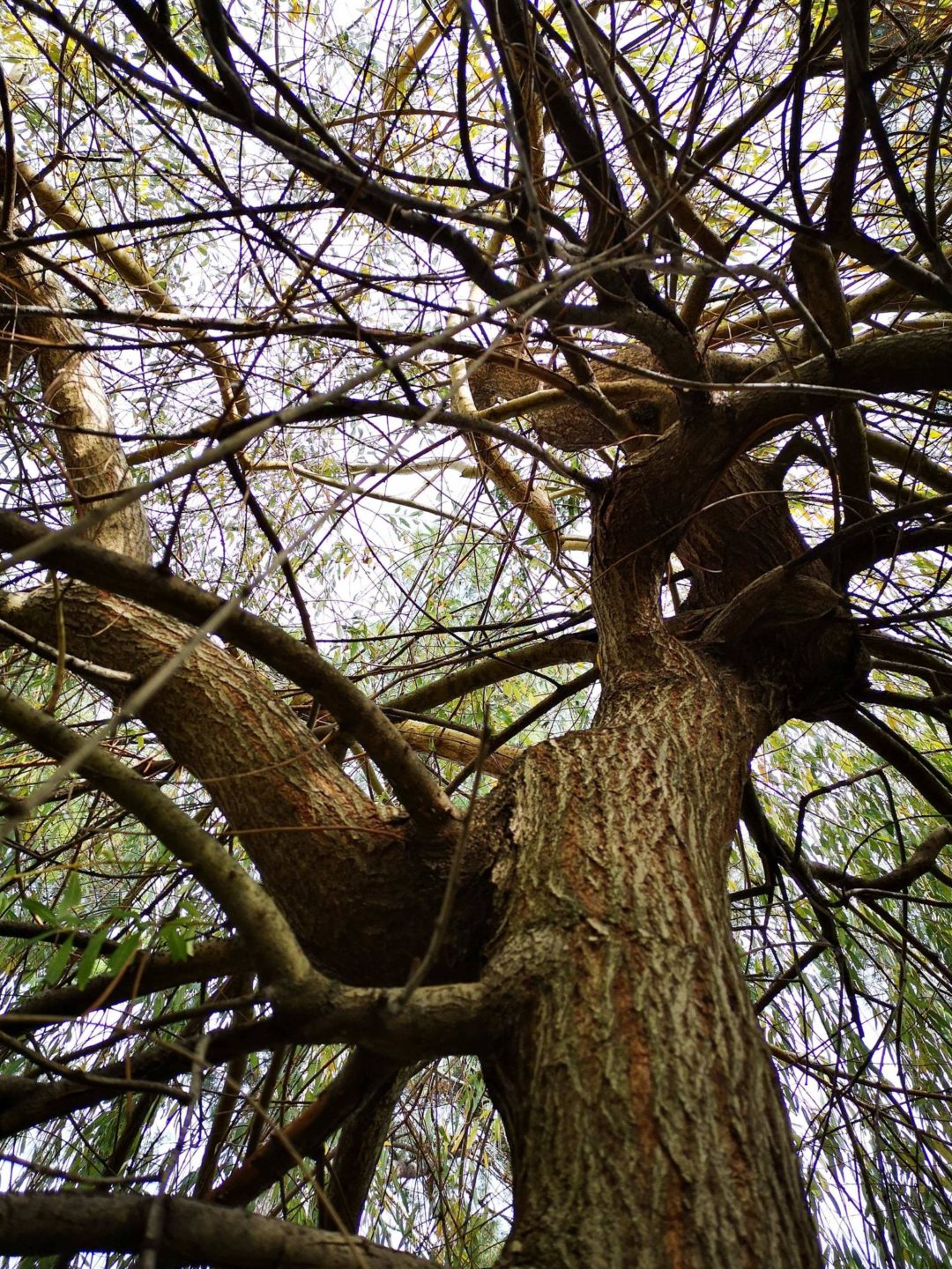Dia de aulas ao ar livre – EB/JI A Lã e a Neve