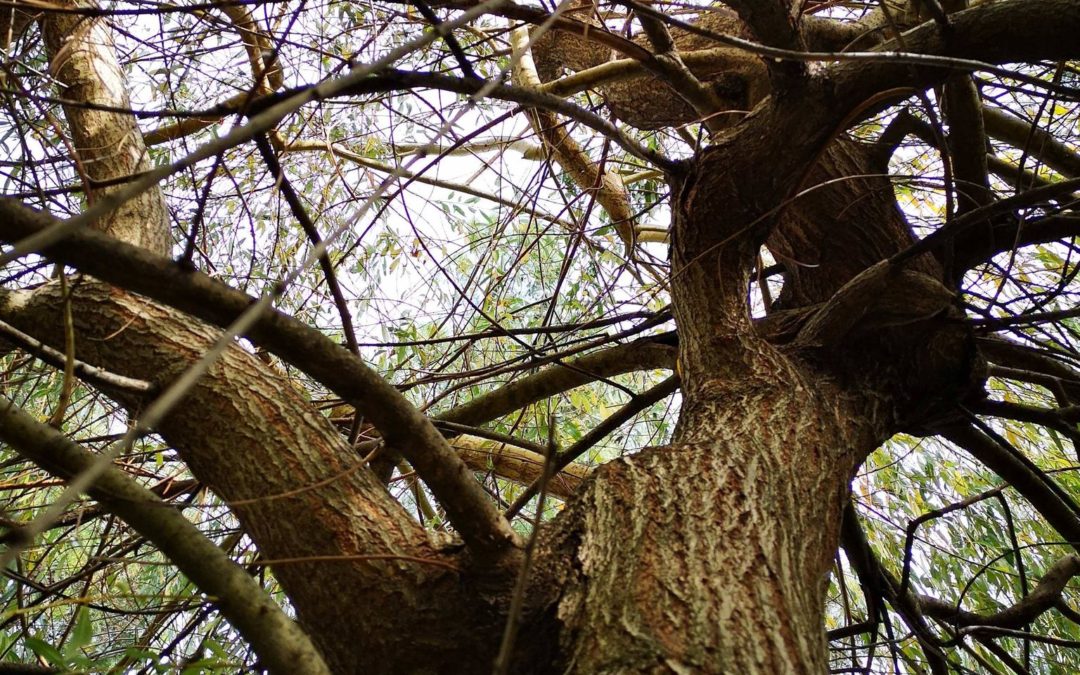 Dia de aulas ao ar livre – EB/JI A Lã e a Neve