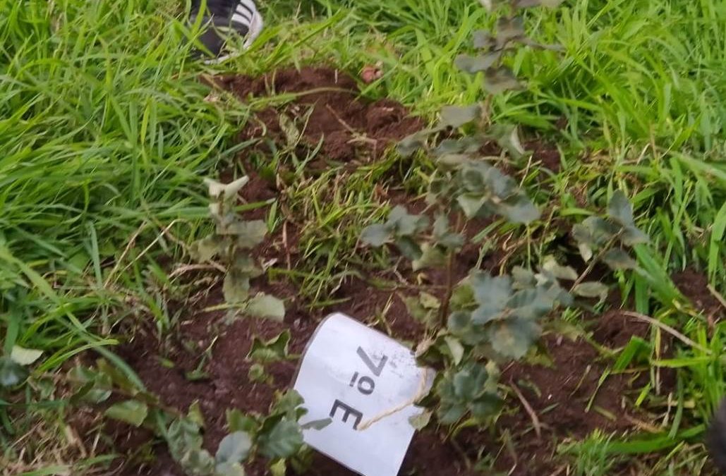 Comemoração do Dia da Floresta Autóctone 2020