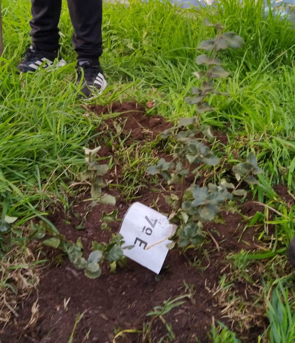 Comemoração do Dia da Floresta Autóctone 2020