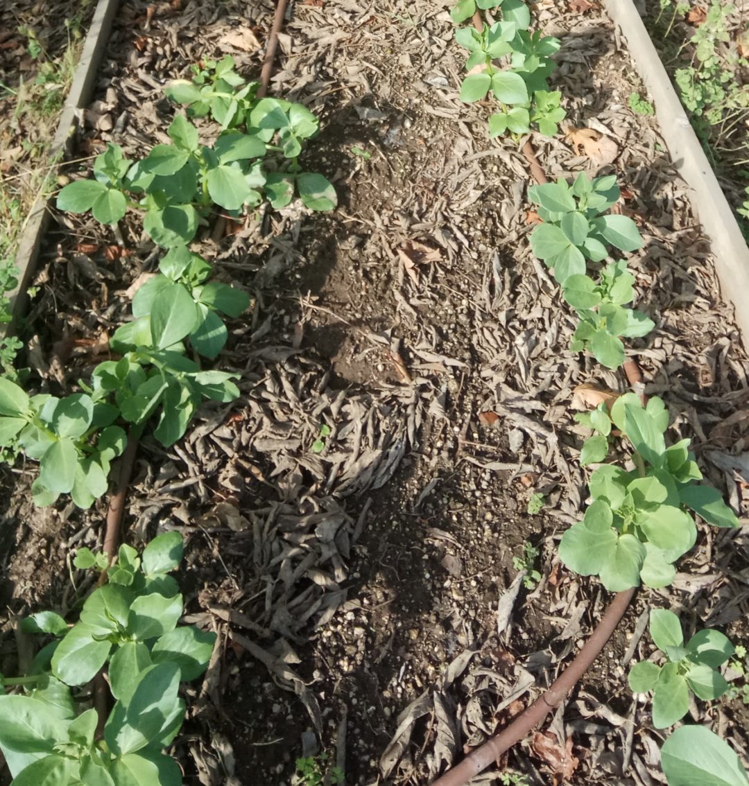 A horta BioTrigal em novembro