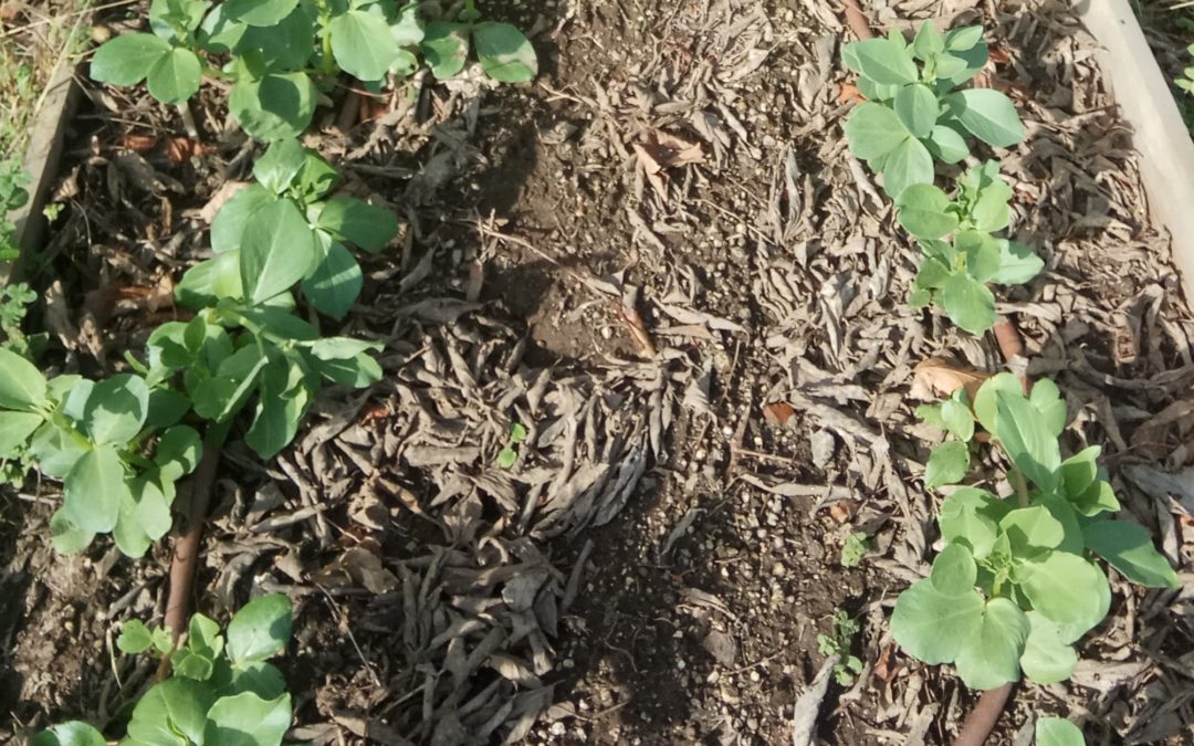 A horta BioTrigal em novembro