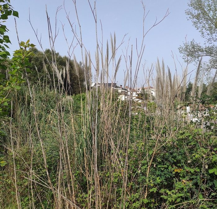 Espécies Invasoras em Portugal