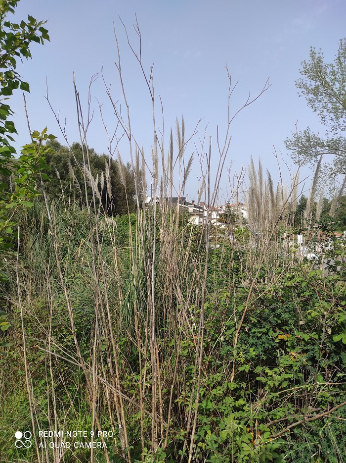 Espécies Invasoras em Portugal