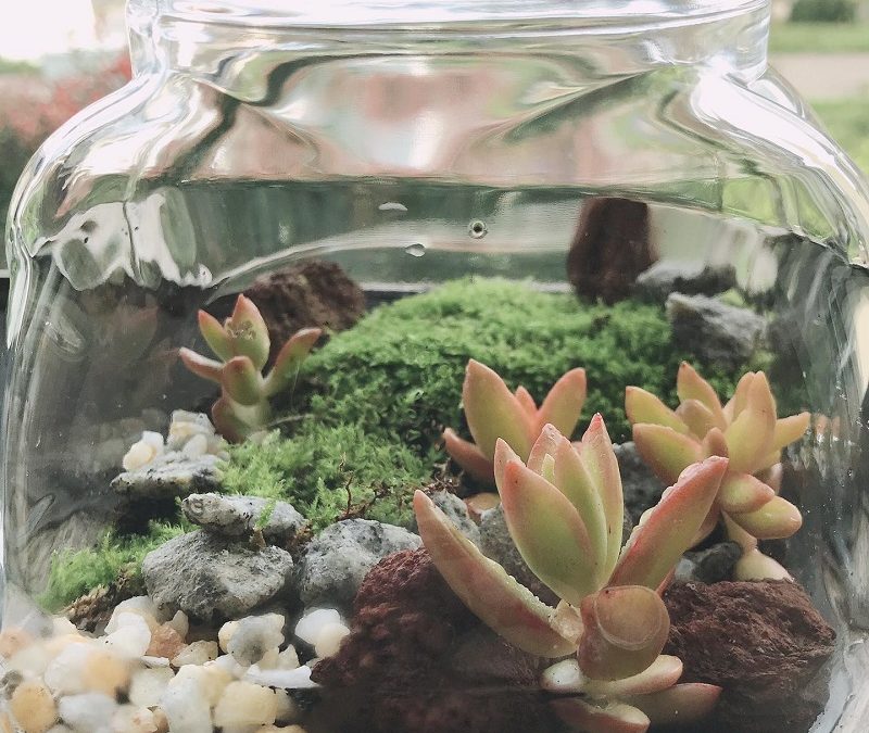 Construção de terrário de plantas