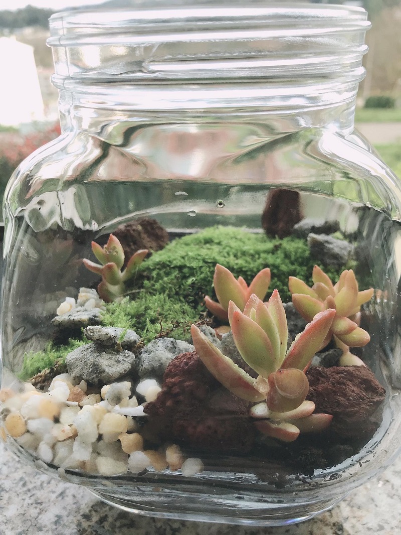 Construção de terrário de plantas