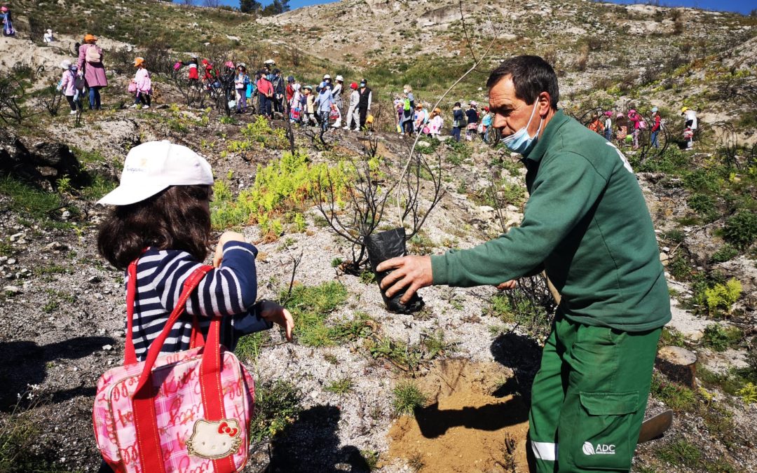 Dia Mundial da Árvore
