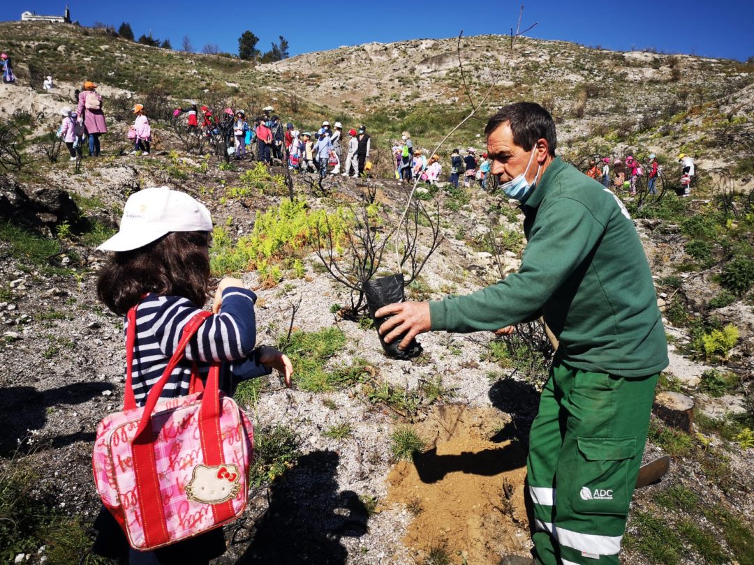 Dia Mundial da Árvore