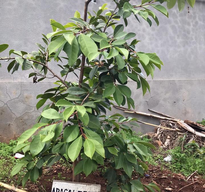 Plantação e rega de várias árvores de fruto na horta biológica da escola