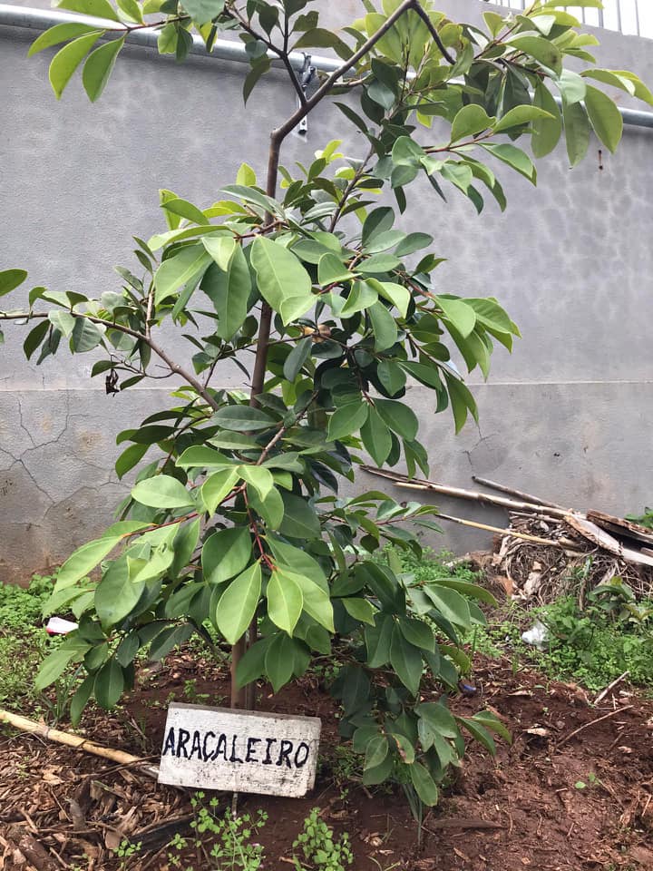 Plantação e rega de várias árvores de fruto na horta biológica da escola