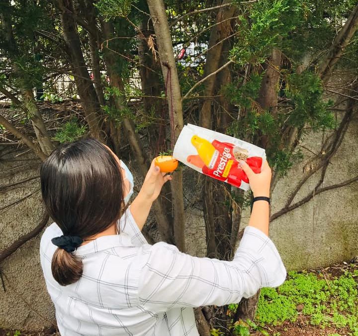 Construção e colocação de alimentadores com sementes e bebedores de água no jardim da escola