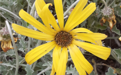 As flores e a vegetação são pinturas vivas da natureza