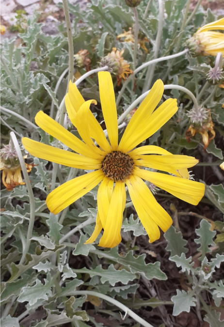 Ação 1 – DIA da TERRA