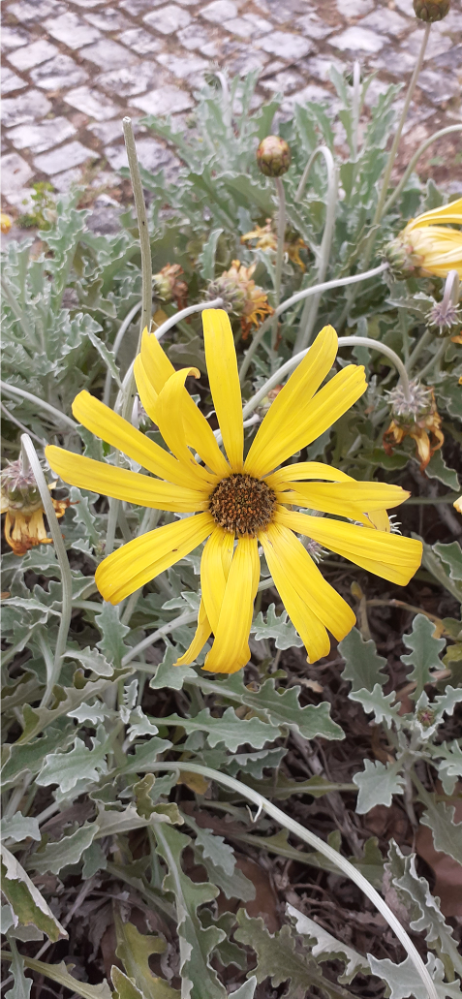 Ação 1 – DIA da TERRA