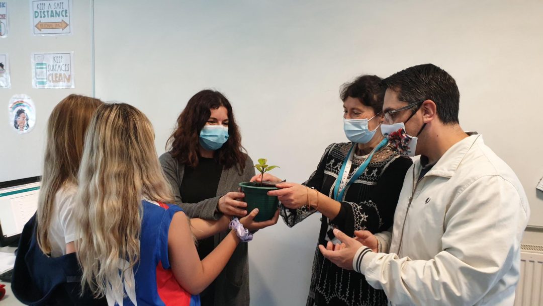 Adopta uma árvore de estimação