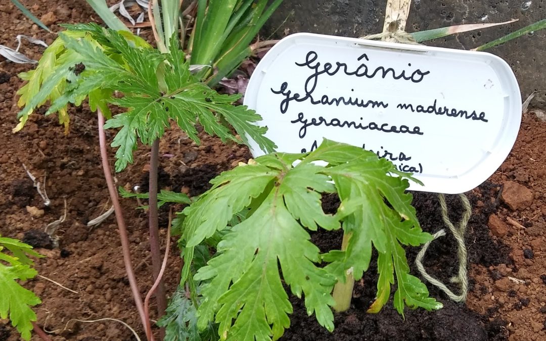 Dia Mundial da Terra