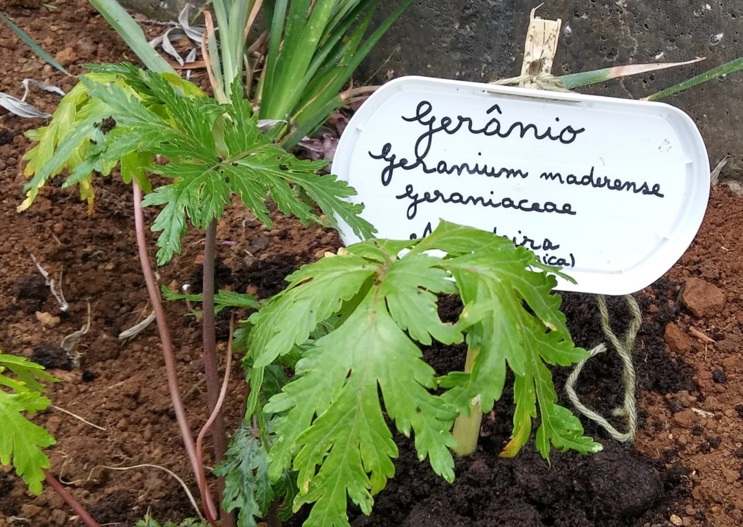 Dia Mundial da Terra