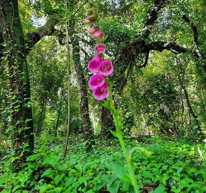 Dia da Terra- Identificação de espécies de uma Mata mediterrânica