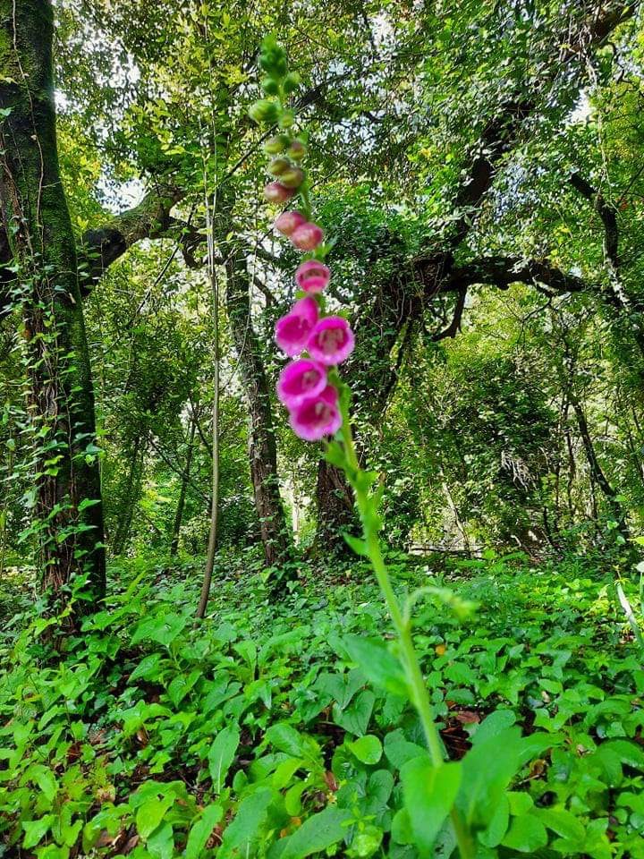 Dia da Terra- Identificação de espécies de uma Mata mediterrânica