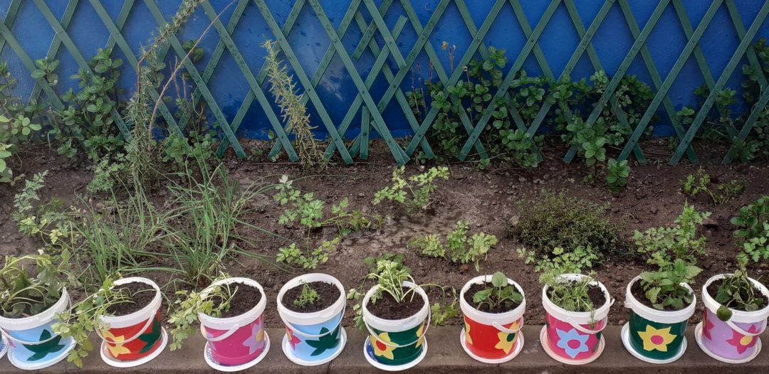 O CANTINHO DAS AROMÁTICAS