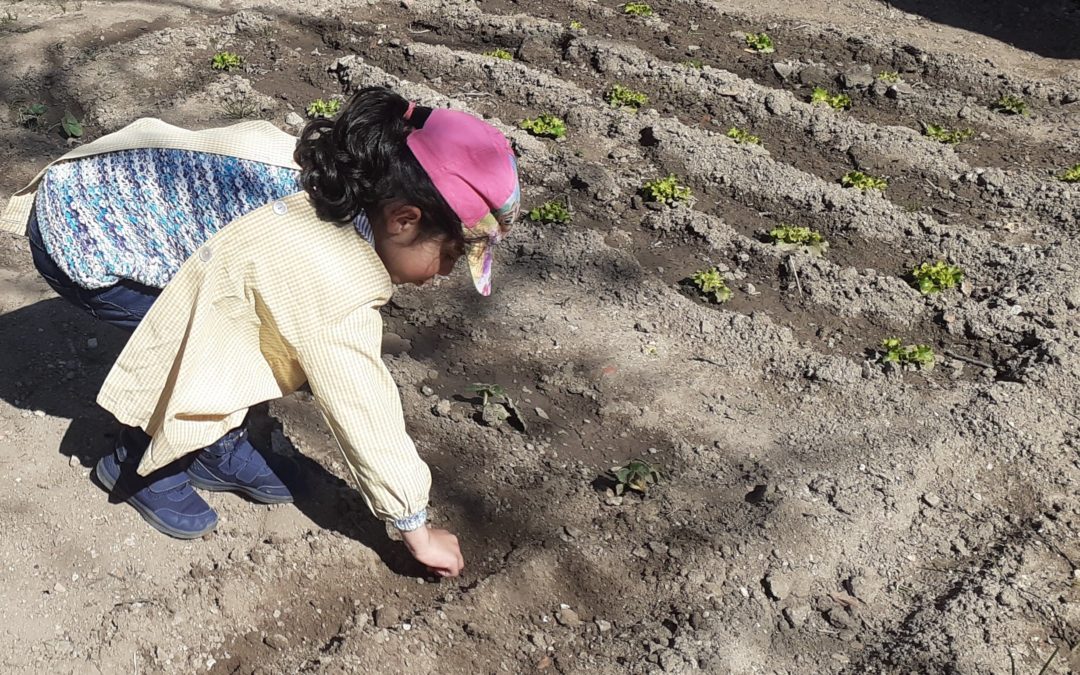 SEMENTEIRAS NA HORTA BIOLÓGICA