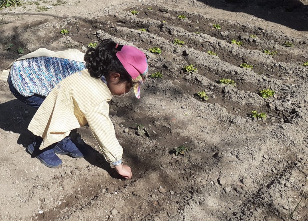 SEMENTEIRAS NA HORTA BIOLÓGICA