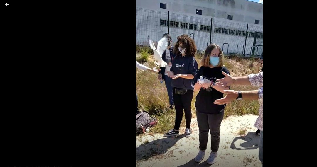 Libertação dos “Tsurus – pássaros mágicos” .