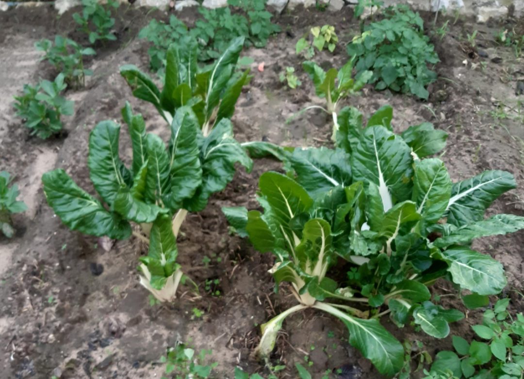 Hortas Bio em casa dos alunos