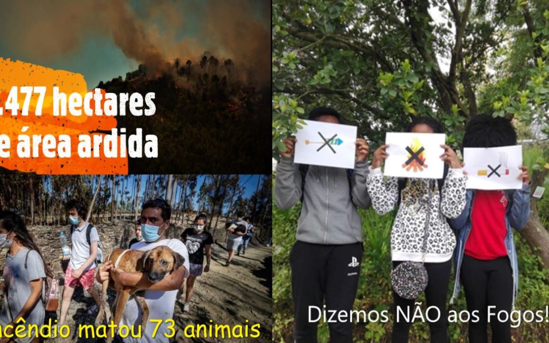 ECOCAMPANHA-INCÊNDIOS E DESFLORESTAÇÃO