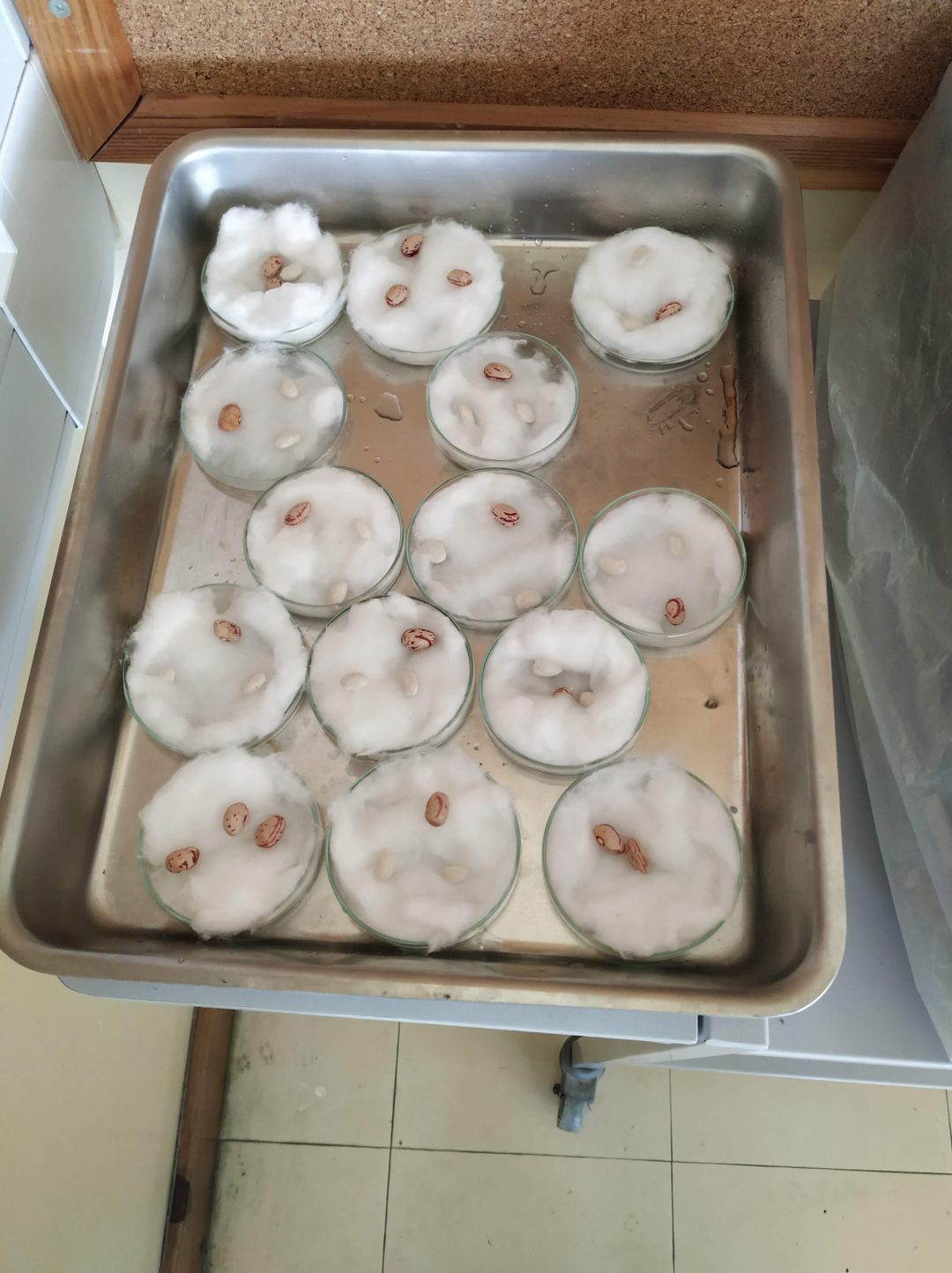 Escola Básica Dr. Carlos Pinto Ferreira MyActions, Junqueira – Matter – Semana 1 – Ação 2 – Nutrir a Natureza