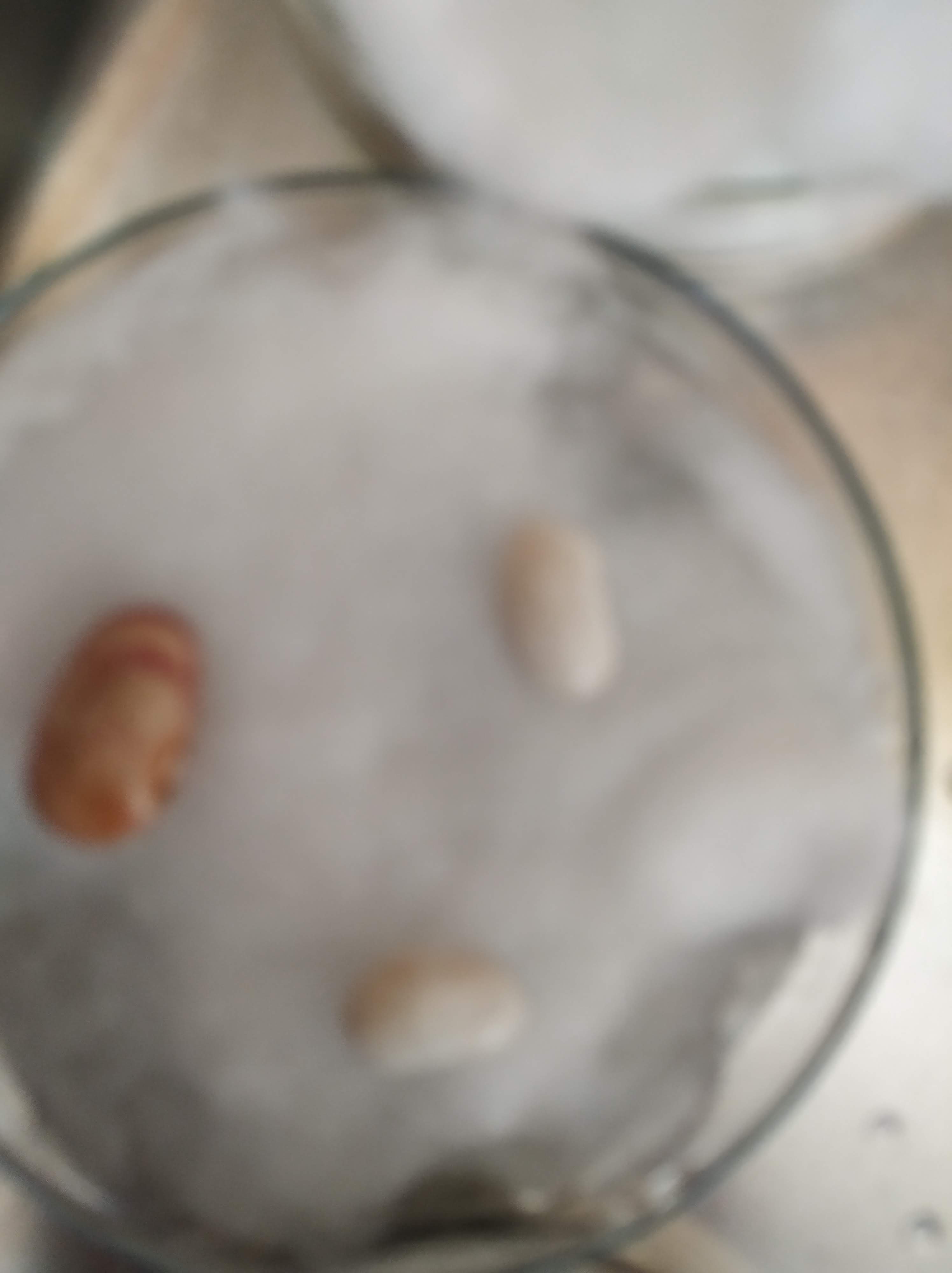 IMG_20210429_101907 Sementeira de feijões