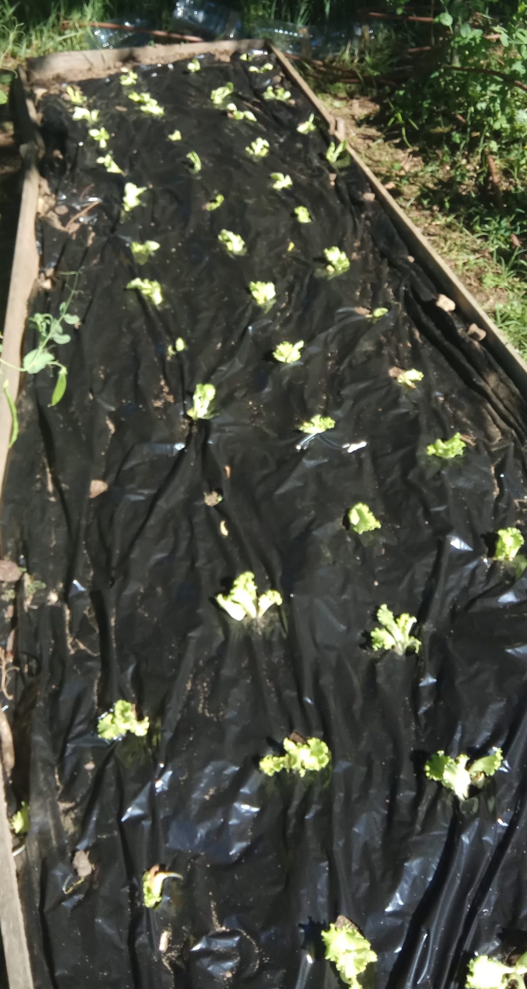 A horta BioTrigal em junho