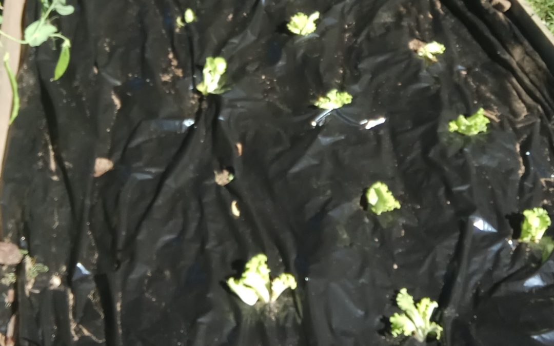 A horta BioTrigal em junho