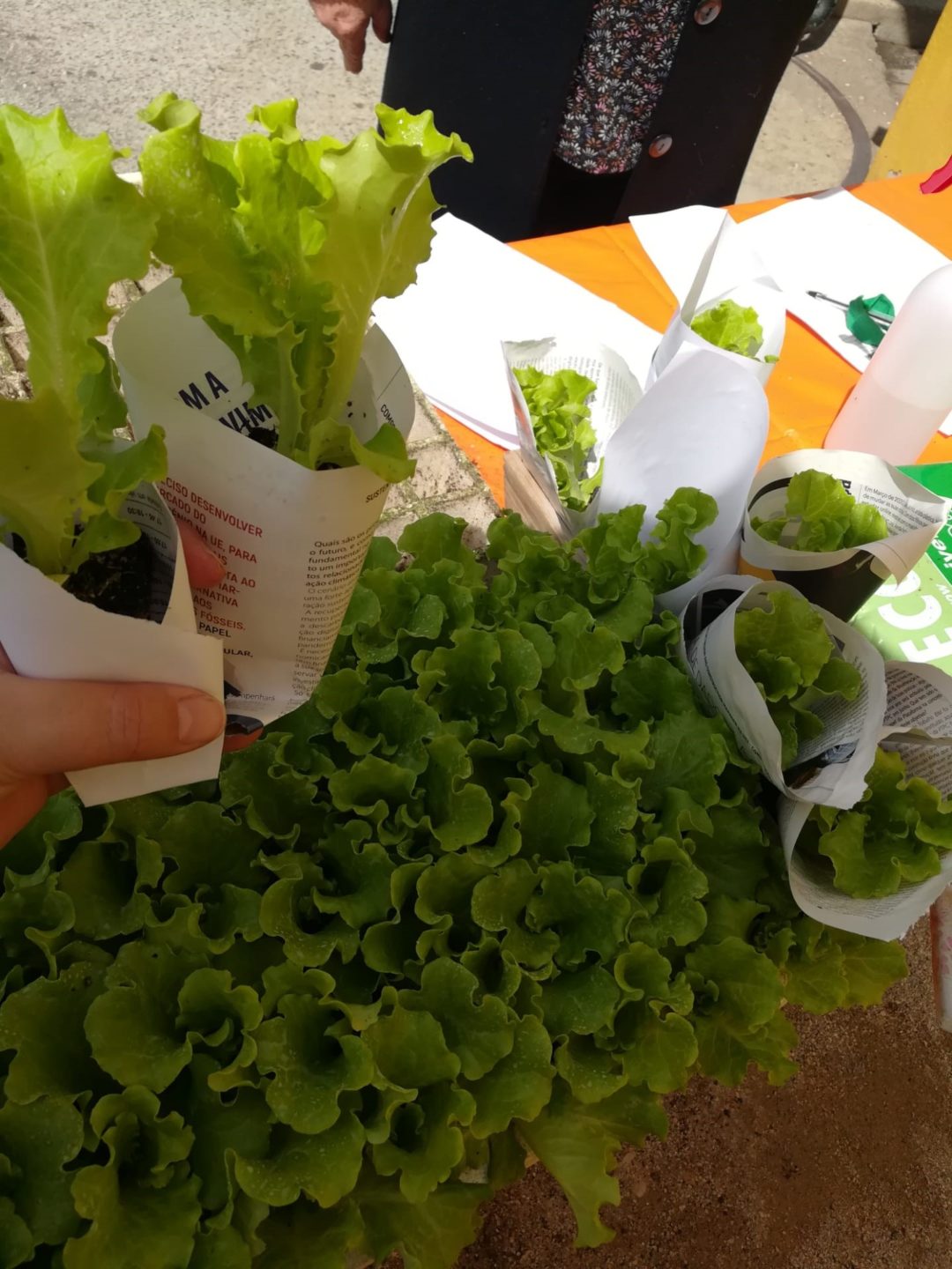 Plantar para mais tarde colher