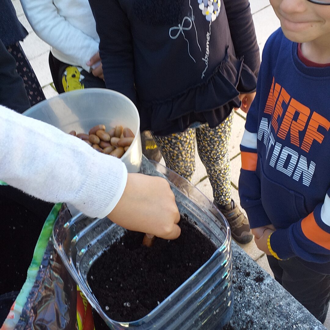 Dia Mundial da Bolota