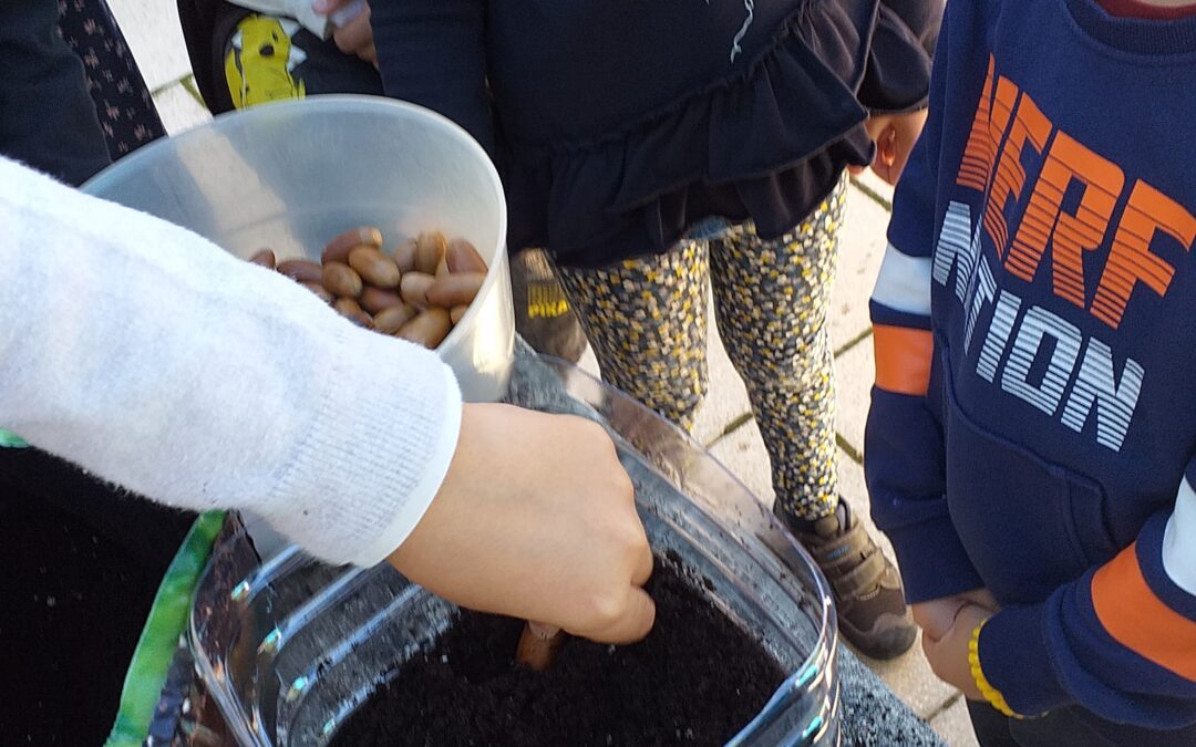 Dia Mundial da Bolota