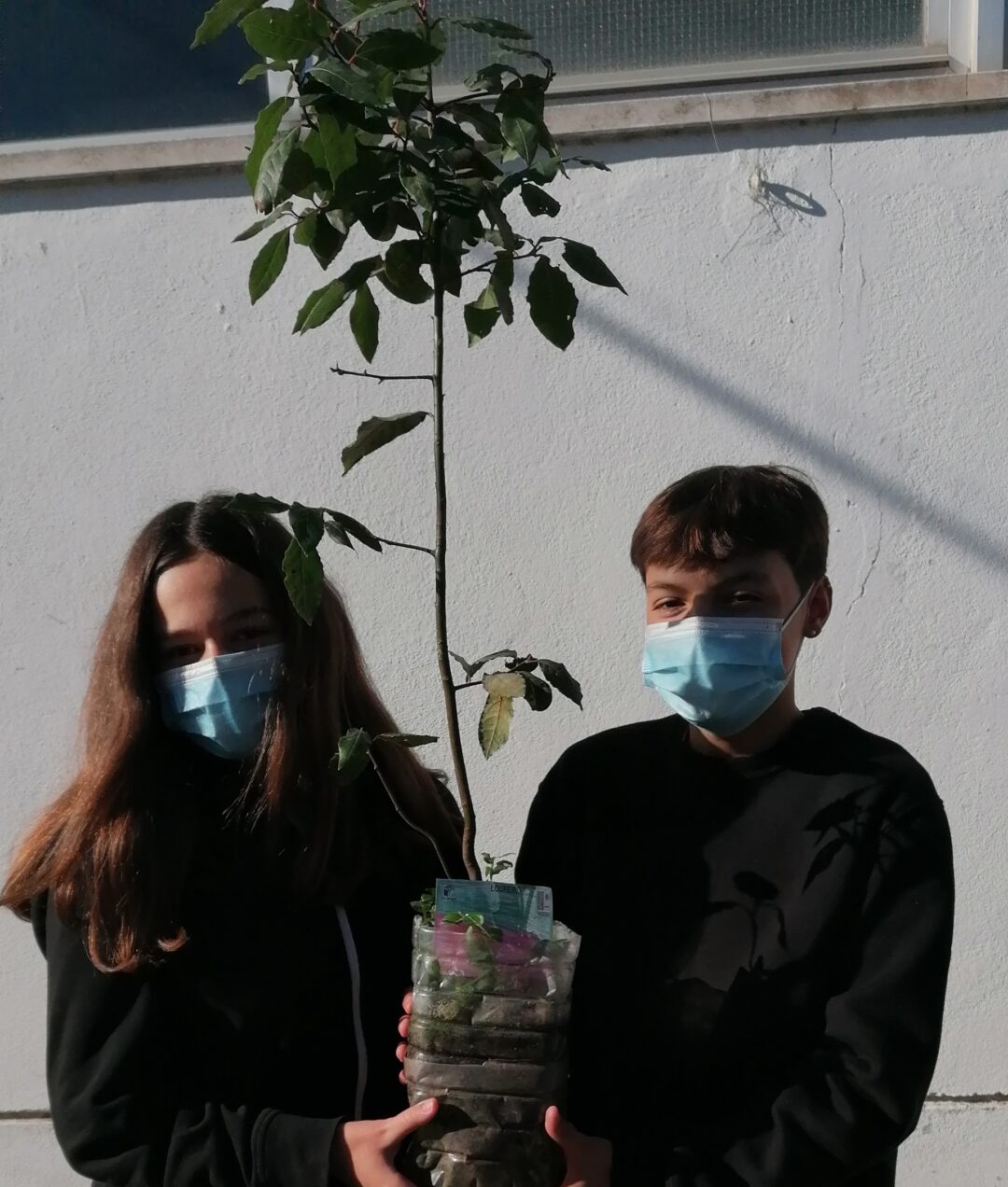 ESCOLA SECUNDÁRIA MANUEL CARGALEIRO: Plantação de loureiros no jardim da escola