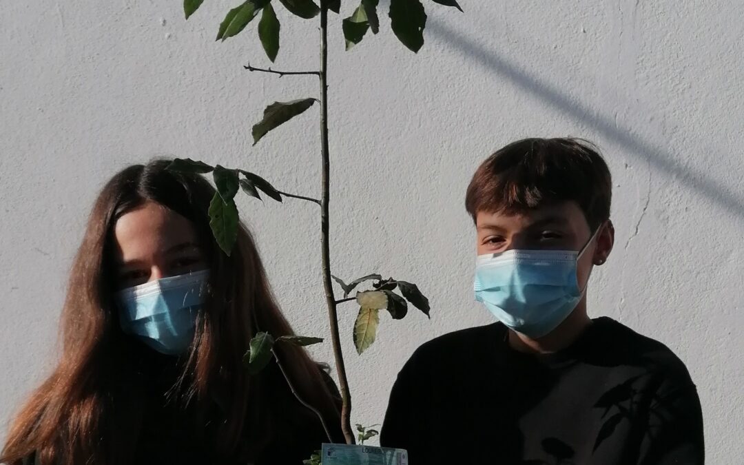 ESCOLA SECUNDÁRIA MANUEL CARGALEIRO: Plantação de loureiros no jardim da escola