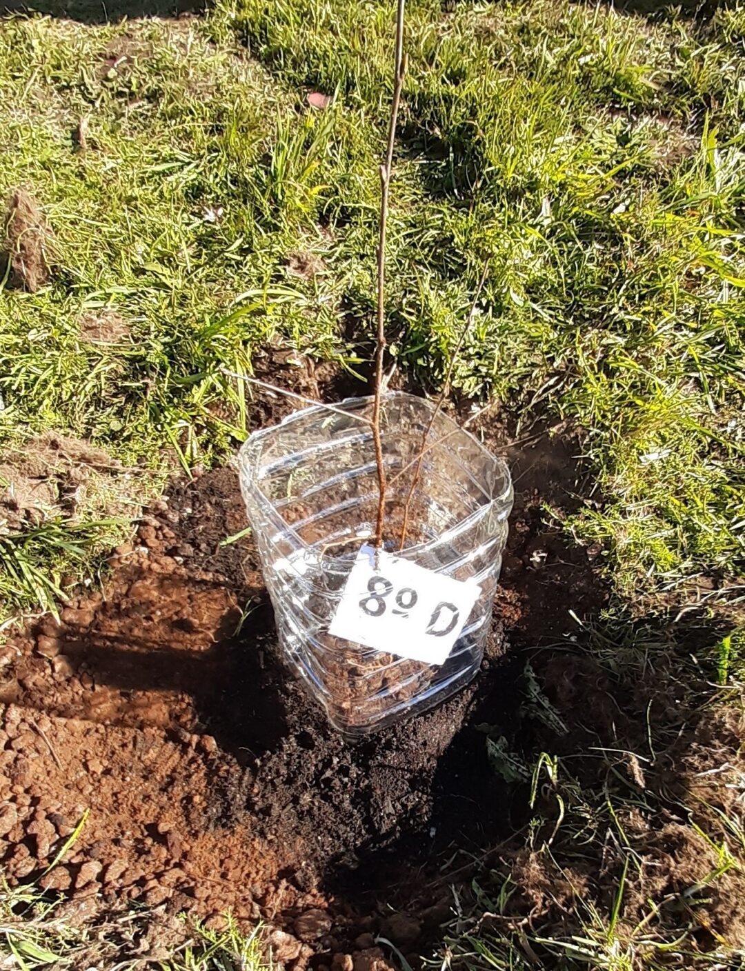 Dia da Floresta Autóctone 2021