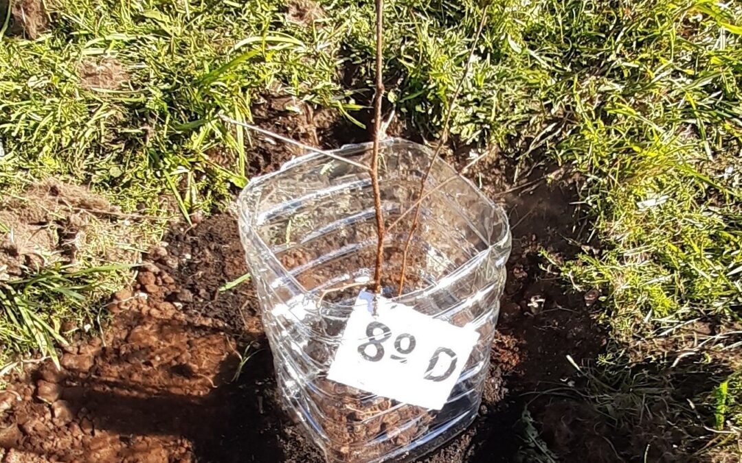 Dia da Floresta Autóctone 2021