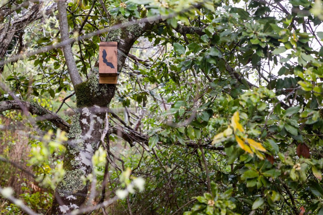 Preservation of bats in the Funchal Ecological Park.
