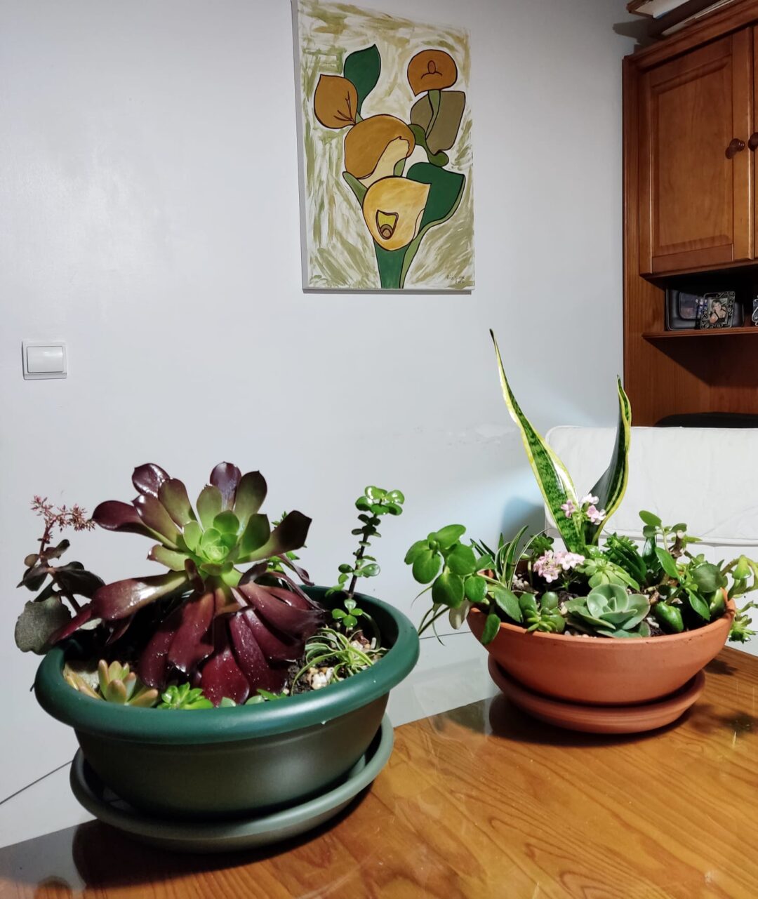 Arranjos de suculentas como forma de angariação de verbas para aquisição de um painel solar