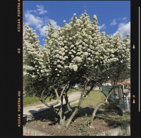 1-Matilde Marques- 8ºB 2