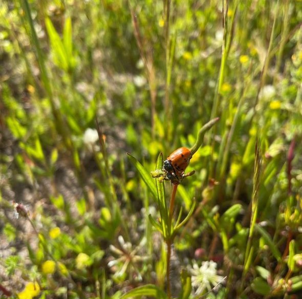 1-Sofia-8ºB 2 - Cópia