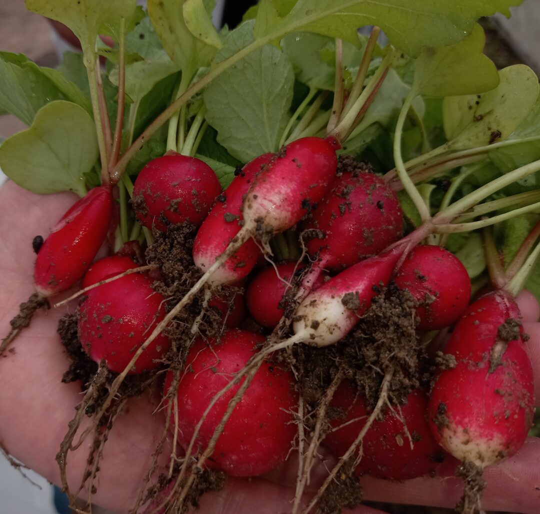 Colheita de rabanetes