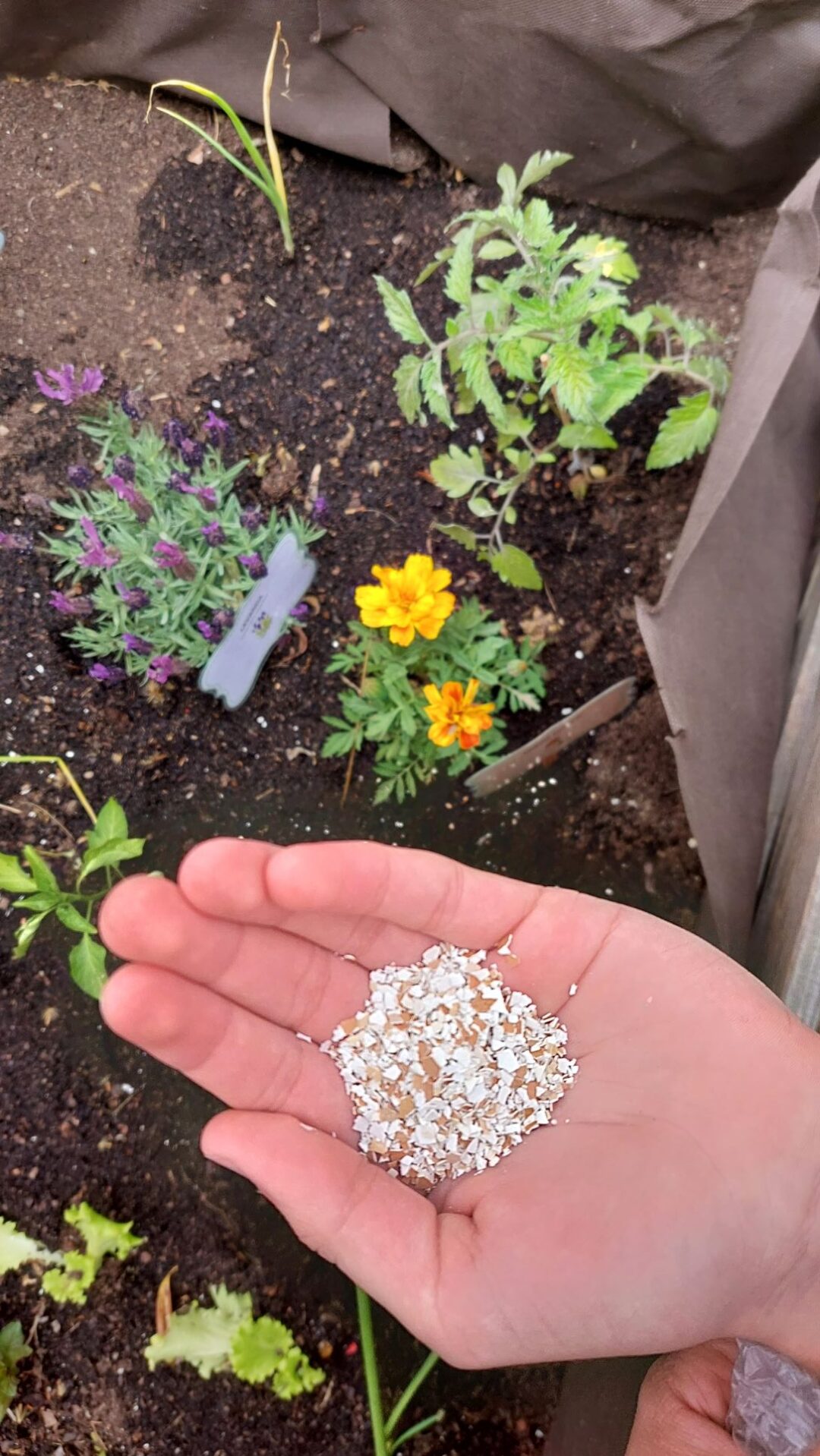 Reutilização de cascas de ovo – Adubação dos canteiros