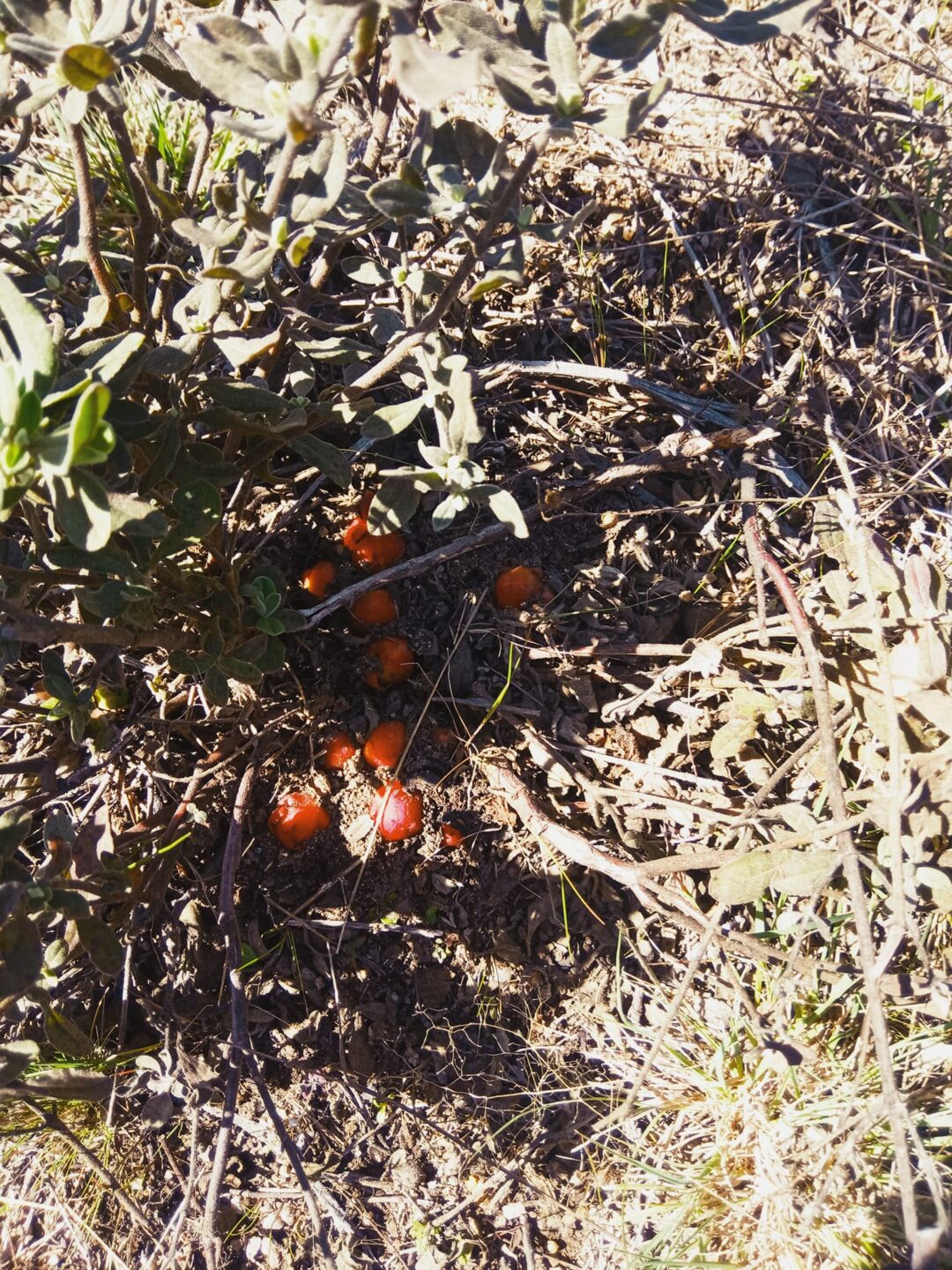 À procura das autóctones