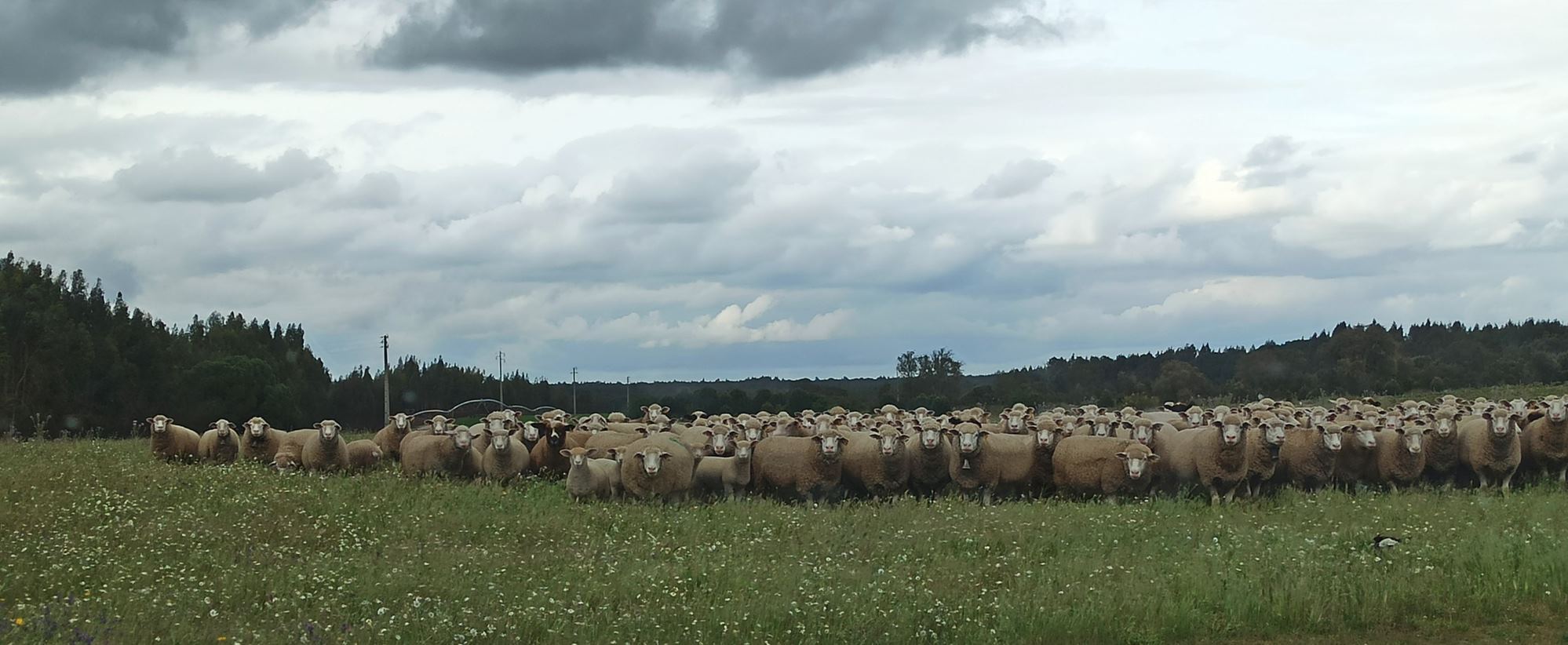 4- Guilherme Parreira-8ºB